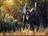 Panthera 0292 -  Carl Brenders - Sudden Encounter