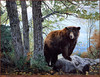 Panthera 0148 - Charles Frace - Morning Watch