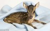 Baby Fawn