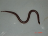 I dont know what kind of snake this is