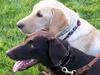 Two Labradors  (Canis lupus familiaris)