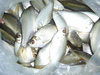 Osteobrama belangeri