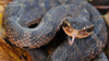 Gloydius ussuriensis 쇠살모사 Red-tongue Pit-Viper