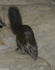 Northern Tree Shrew (Tupaia belangeri)