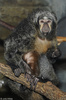 Pale-headed Saki (Pithecia pithecia)