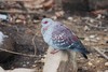 Speckled pigeon (Columba guinea)