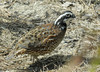 Northern Bobwhite (Colinus virginianus)