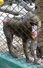 What type of monkey is this --> Mandrill (Mandrillus sphinx)