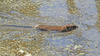 Muskrat (Ondatra zibethicus)