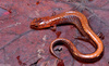 Red-backed Salamander (Plethodon cinereus)