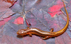 Northern Two-lined Salamander (Eurycea bislineata)