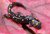 spotted salamander 4000