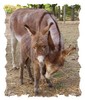 Miniature Donkey