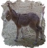 Miniature Donkey