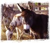 Dark Brown Miniature Donkey