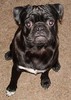 Black Pug Puppy (Calvin)