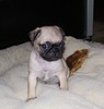 Fawn Pug Puppy (Abby)