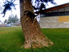 MY DOG ABBY CLIMBING TREES