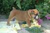 FREE Cute Lovely ENGLISH BULLDOG PUPPIES for ADOPTION Almost FREE to good homes