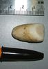 What animal does this tooth come from?