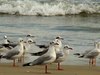 Image of: Larus brunnicephalus (brown-headed gull)