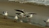 Image of: Larus brunnicephalus (brown-headed gull)