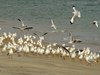 Image of: Larus brunnicephalus (brown-headed gull)