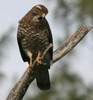 Grey-faced buzzard eagle, Butastur indicus