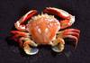 crab