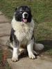 georgian sheepdog