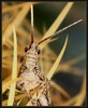 grasshopper