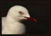 silver gull