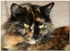 friend's cat..