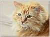 cat's brother..
