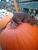 Degu