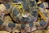 Northern Pinesnake (Pituophis melanoleucus melanoleucus)303