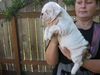 FREE CUTE LOVELY AKC XMAS ENGLISH BULLDOG PUPPIES for FREE ADOPTION,