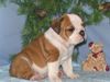 FREE CUTE LOVELY AKC XMAS ENGLISH BULLDOG PUPPIES for FREE ADOPTION,