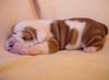 FREE CUTE LOVELY AKC XMAS ENGLISH BULLDOG PUPPIES for FREE ADOPTION,