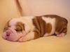 FREE CUTE LOVELY AKC XMAS ENGLISH BULLDOG PUPPIES for FREE ADOPTION,