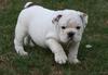 FREE CUTE LOVELY AKC XMAS ENGLISH BULLDOG PUPPIES for FREE ADOPTION,