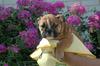 FREE CUTE LOVELY AKC XMAS ENGLISH BULLDOG PUPPIES for FREE ADOPTION,