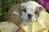 FREE CUTE LOVELY AKC XMAS ENGLISH BULLDOG PUPPIES for FREE ADOPTION,