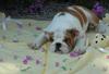 FREE CUTE LOVELY AKC XMAS ENGLISH BULLDOG PUPPIES for FREE ADOPTION,