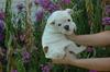 FREE CUTE LOVELY AKC XMAS ENGLISH BULLDOG PUPPIES for FREE ADOPTION,