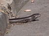 Egernia kingii, common name King's Skink