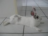 bunny