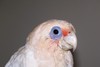 Angus the corella 1