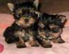 Cute Yorkie Puppies For Adoption