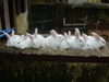 my cute rabbits
